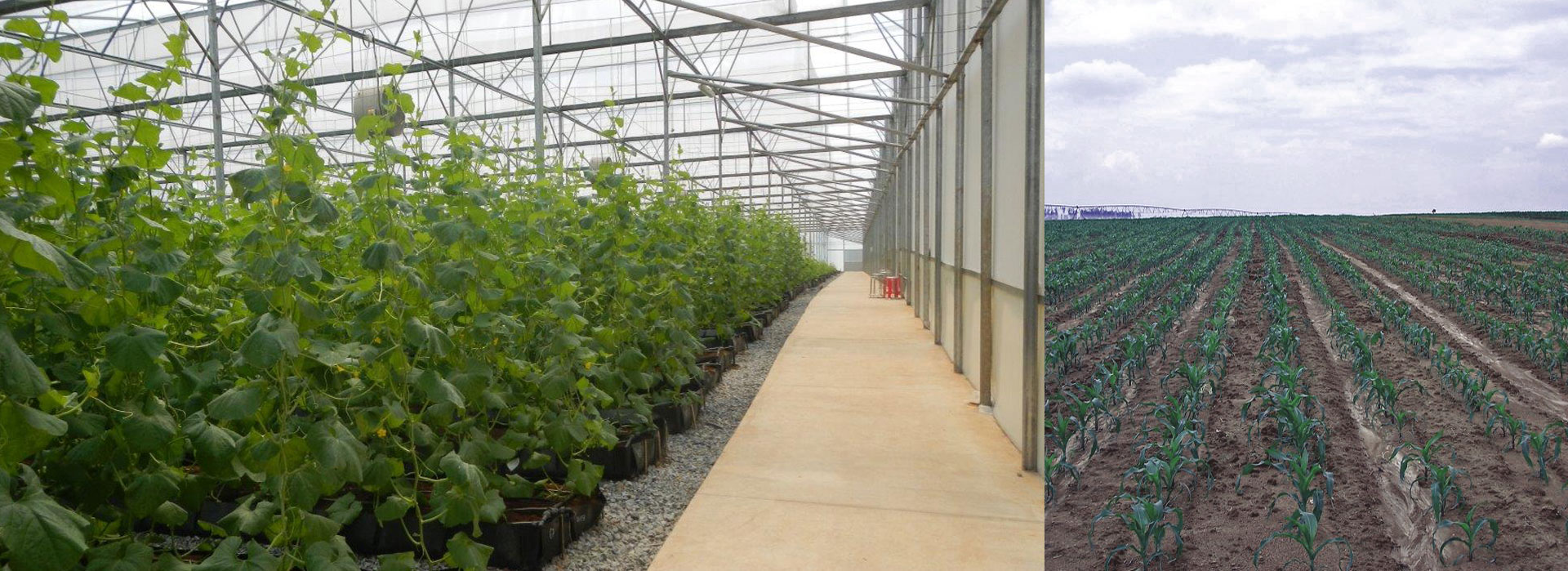 Agricultural-vegetables